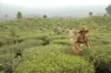 women in a field with baskets on their backs picking plants